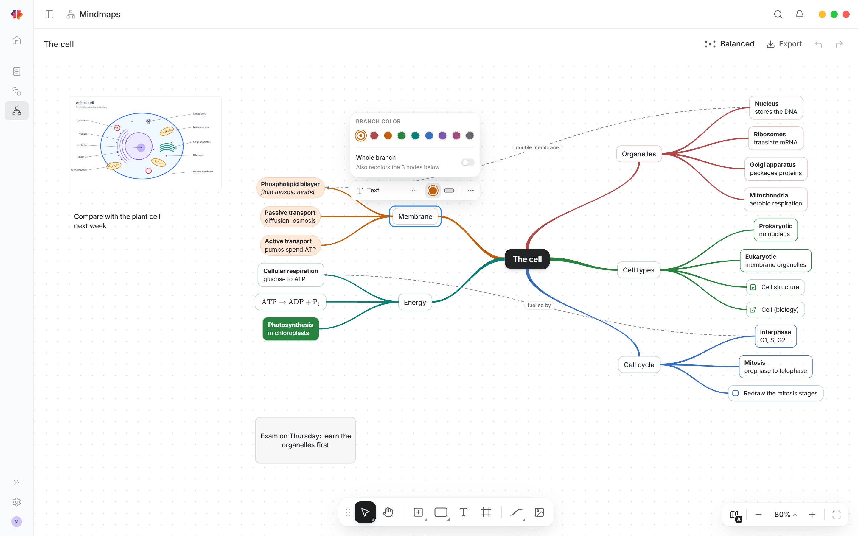 Mnemo mind maps: branches connect glycolysis, the Krebs cycle, and electron transport to cell respiration